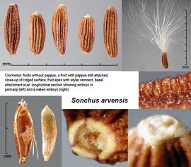   Fruit:   Sonchus arvensis ; Photo by J. Scher, Federal Noxious Weed Disseminules of the US
